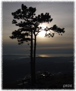 [I pini gemelli sul Monte Carso]